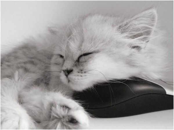 Кристина Коко Шаннель