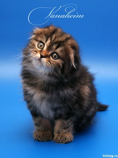 Вита Шистка