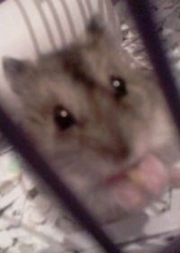 Дарья Королёва