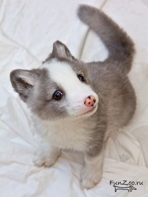 Вероника Проскурякова