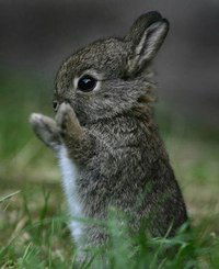 Анна Синяева