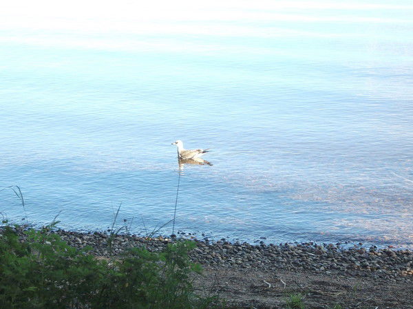 Наталья Иванова