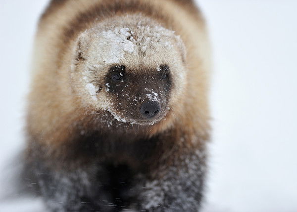 Мария Мария