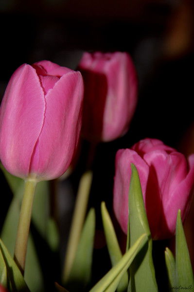 Татьяна Энговатова