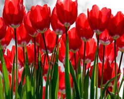 Наталья Канцурова