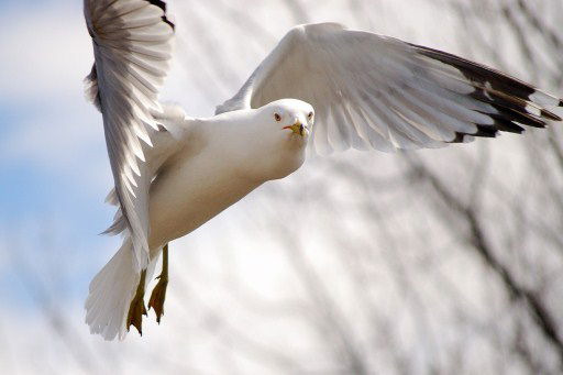 Лариса ***лесковская