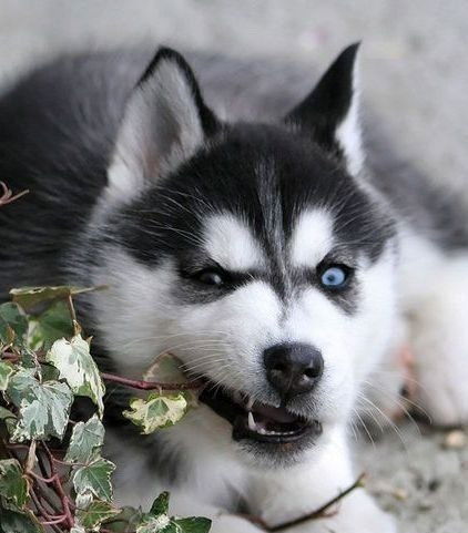 Алина Ануфриева