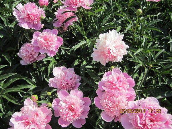 Светлана Глуховецкая