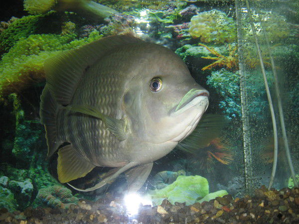 Владимир Рой