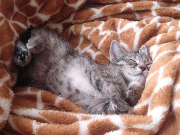 Александр Замесин