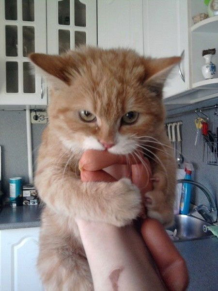 Василий Татарлы