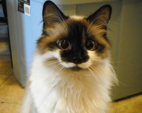 Ира Земляна