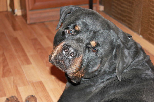 Дмитрий Выскварко