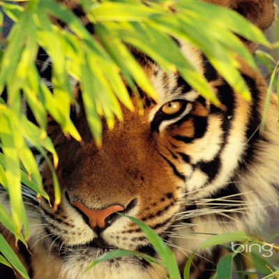 Елена Жемкова