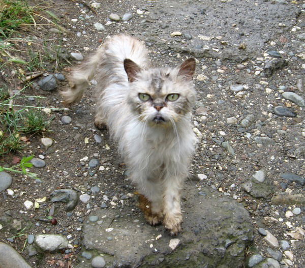 Евгений Башурин