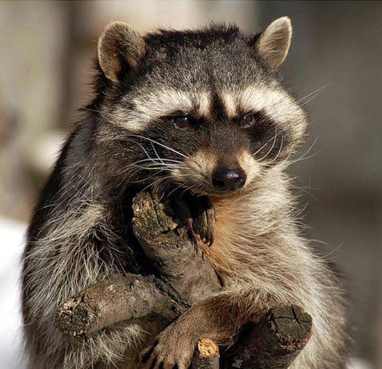 Михаил Нилов