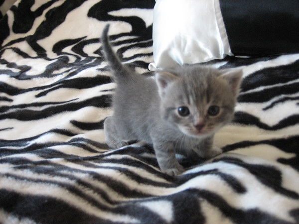 Мартовский Кот