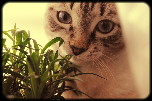 Ева Скиапарелли