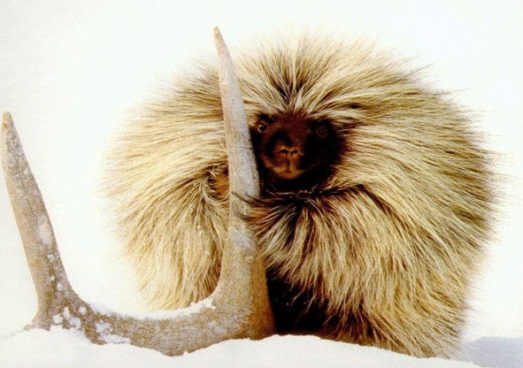 Татьяна Комарова