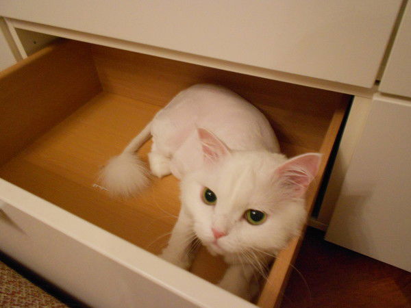 Виктория Городилова