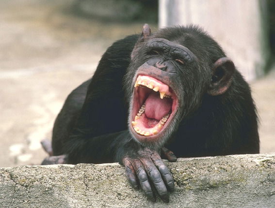 Гриша Инин Ози (Зс)