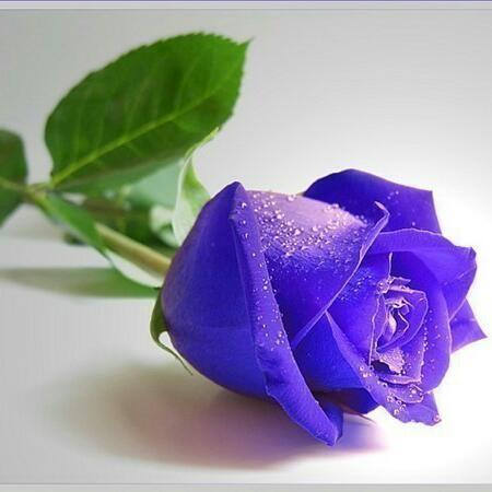 Маншук Мони