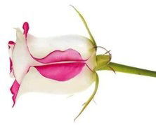 Зульфия Тугельбаева