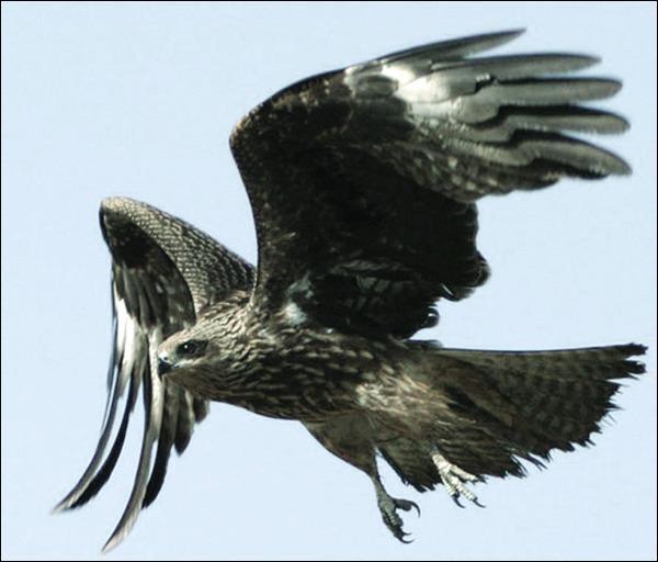 Чёрный Ястреб