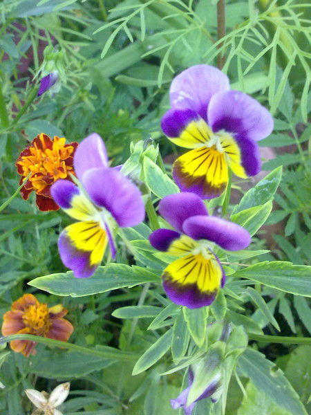 Анна Любимова