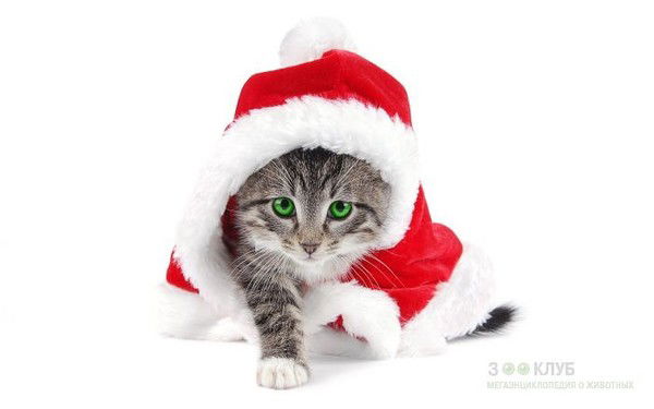 Руслан Викторчик