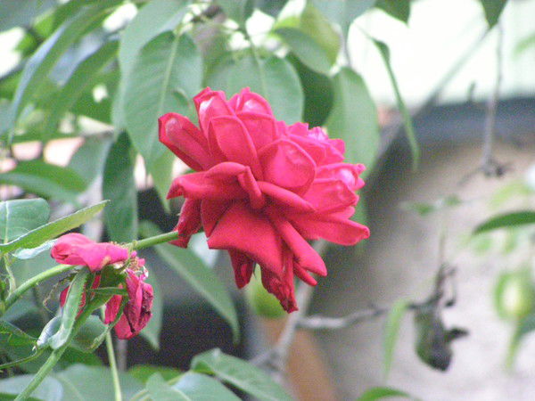 Ксюша Свинцова