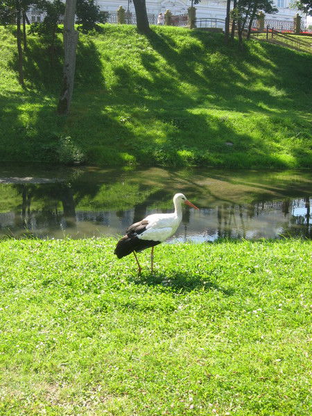 Людмила Алехнович