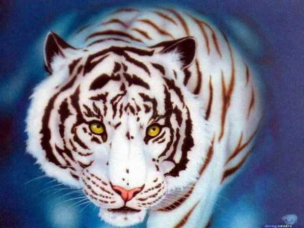 Иришка Бочкарева