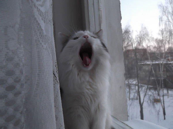 Леонид Овчинников