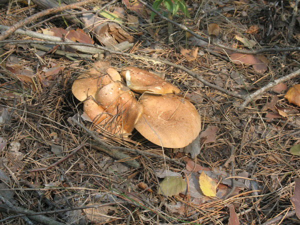 Наталия Тельнова (Гребенюк)