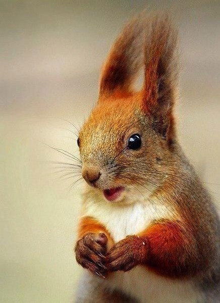 Юлия Вовчанская