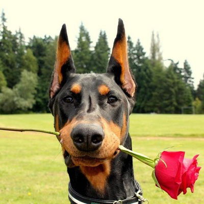 Поля Завалишина