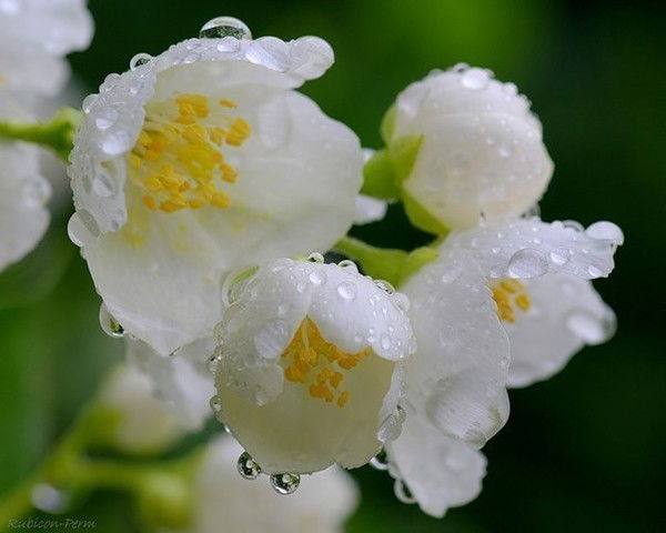 Наталья Макухина