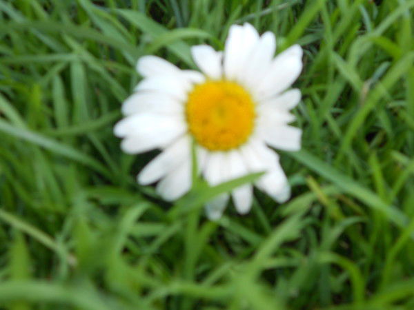 Антонина Семыкина