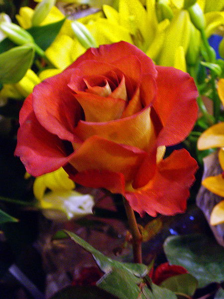 Ирина Андреевна Чернова