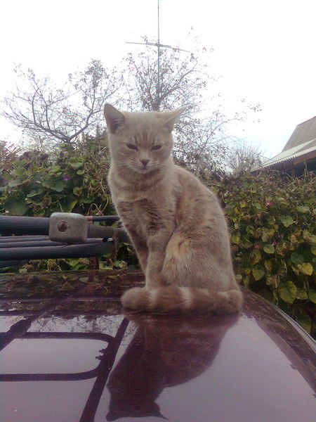 Светлана Ивановна