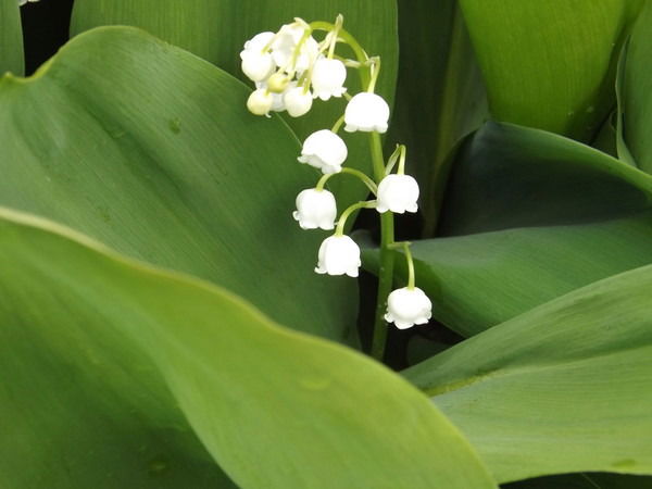 Ирина Климова