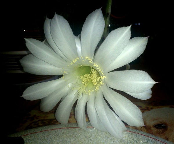 Ольга Бабаджанова