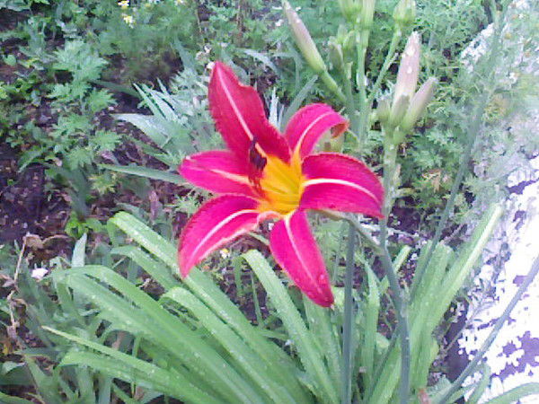 Саша Коденцов