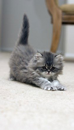 Малика Хусаинова