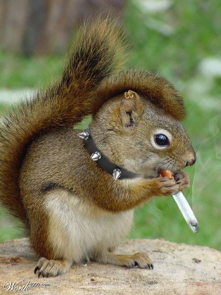 Кот Богемот