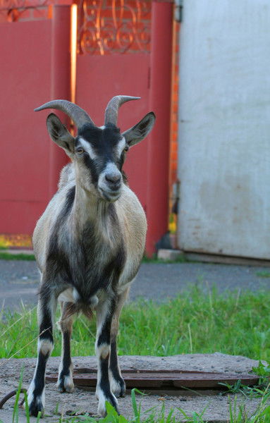 Ольга Киселева
