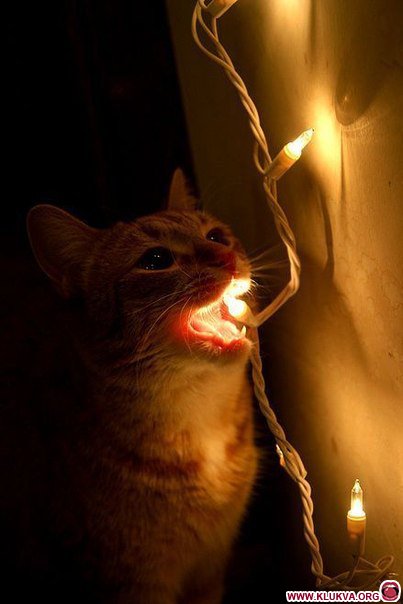 Александр Киреев