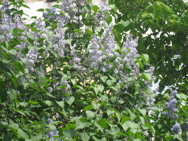 Светлана Ландышева