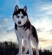 Вова Якименко